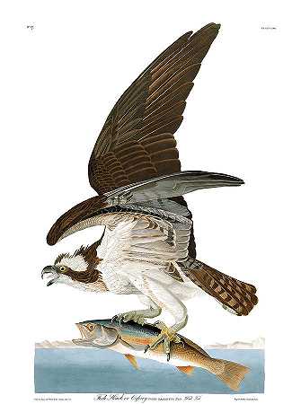 鱼鹰`Osprey by John James Audubon