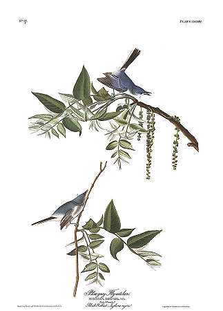蓝灰色捕蝇草`Bluegrey Flycatcher by John James Audubon