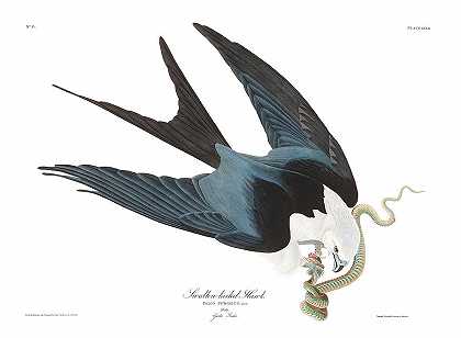燕尾鹰`Swallow Tailed Hawk by John James Audubon