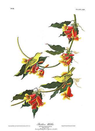 鼠骨莺`Rathbone Warbler by John James Audubon