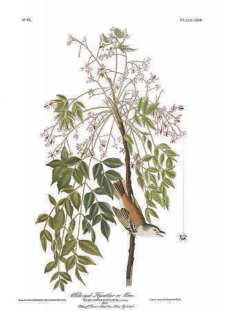 白眼捕蝇草`White-eyed Flycatcher by John James Audubon