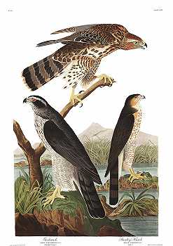鹰`Goshawk by John James Audubon 