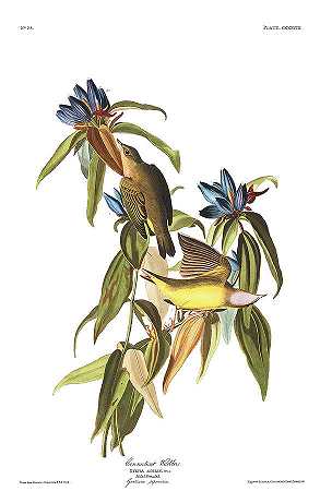康涅狄格州莺`Connecticut Warbler by John James Audubon