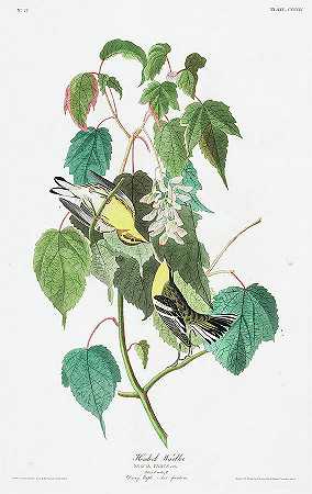 铁杉莺`Hemlock Warbler by John James Audubon