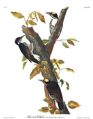 三趾啄木鸟`Three-toed Woodpecker by John James Audubon