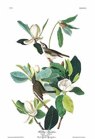 鸣叫捕蝇器`Warbling Flycatcher by John James Audubon