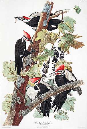 毛啄木鸟`Pileated Woodpecker by John James Audubon