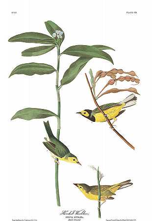 帽莺`Hooded Warbler by John James Audubon