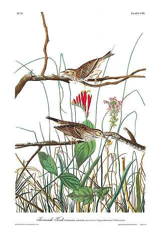 萨凡纳雀`Savannah Finch by John James Audubon