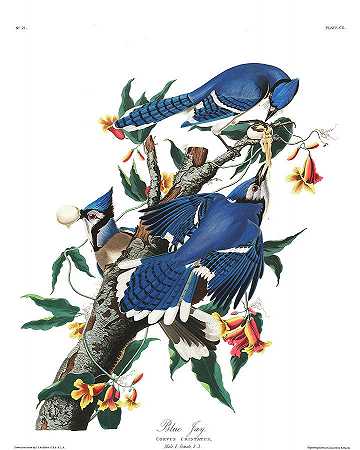 蓝松鸦`Blue Jay by John James Audubon