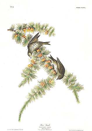 松雀`Pine Finch by John James Audubon