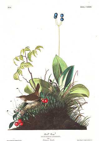 鹪鹩`Wood Wren by John James Audubon