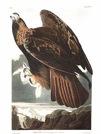 金鹰`Golden Eagle by John James Audubon