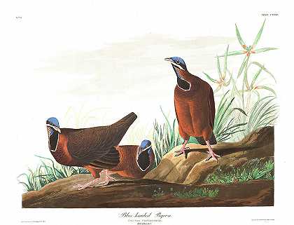 蓝头鸽`Blue-headed Pigeon by John James Audubon