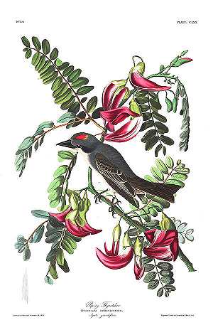 管道捕蝇器`Piping Flycatcher by John James Audubon