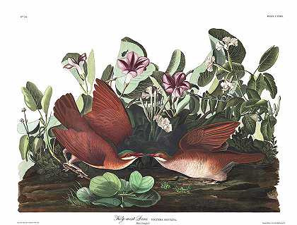 基韦斯特鸽`Key-west Dove by John James Audubon