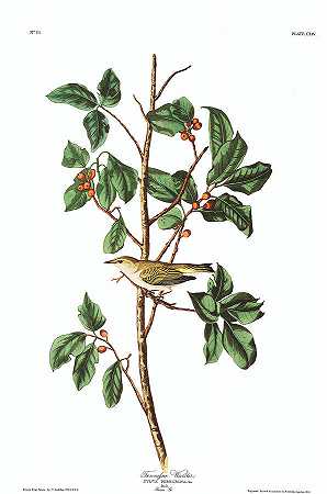 田纳西州莺`Tennessee Warbler by John James Audubon