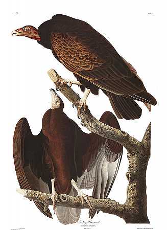 火鸡秃鹰`Turkey Buzzard by John James Audubon