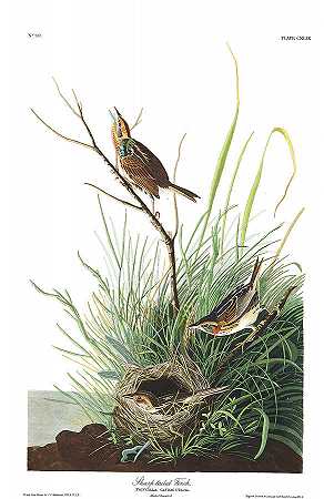 尖尾雀`Sharp-tailed Finch by John James Audubon