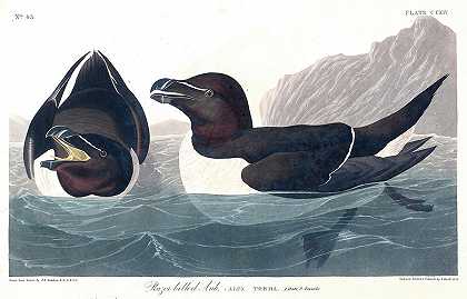 剃刀嘴海雀`Razor billed Auk by John James Audubon