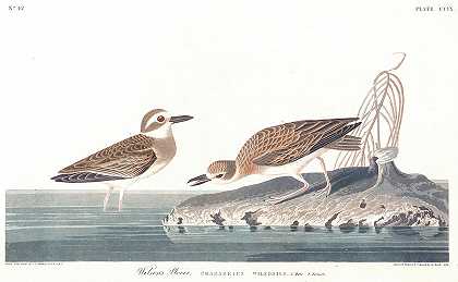 威尔逊·普洛弗`Wilsons Plover by John James Audubon