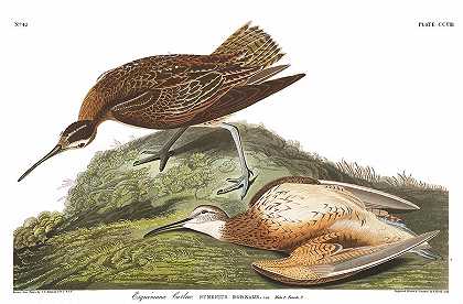 爱斯基摩卷曲`Esquimaux Curlew by John James Audubon