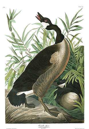 加拿大鹅`Canada Goose by John James Audubon