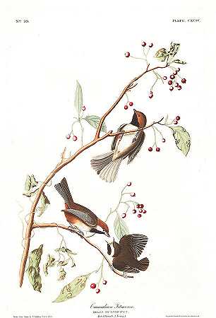 加拿大山雀`Canadian Titmouse by John James Audubon
