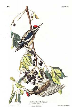 黄腹啄木鸟`Yellow bellied Woodpecker by John James Audubon