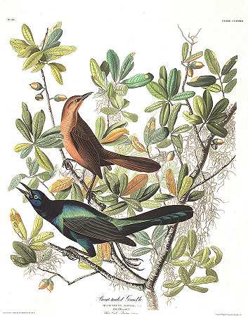 船尾鹤`Boat-tailed Grackle by John James Audubon