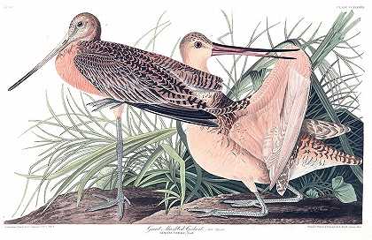 伟大的大理石神童`Great Marbled Godwit by John James Audubon