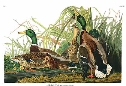 野鸭`Mallard Duck by John James Audubon