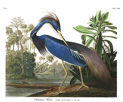 路易斯安那蓝鹭`Louisiana Blue Heron by John James Audubon