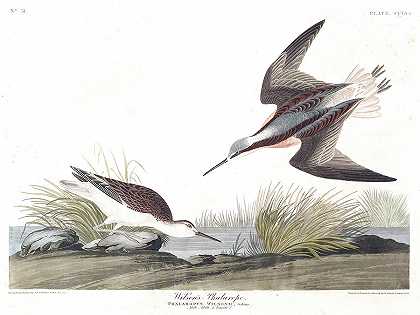 威尔逊阴茎`Wilson\’s Phalarope by John James Audubon