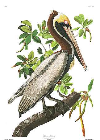 棕鹈鹕`Brown Pelican by John James Audubon