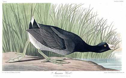 黑鸭`American Coot by John James Audubon