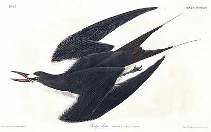 黑燕鸥`Sooty Tern by John James Audubon