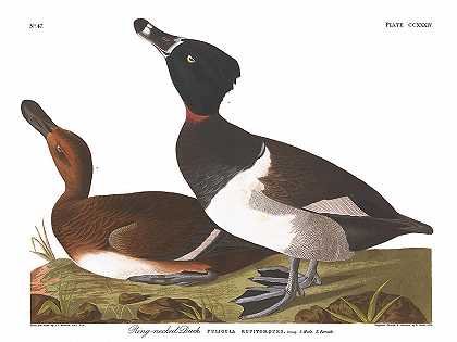 环颈潜鸭`Ring-necked Duck by John James Audubon