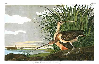 长嘴麻鹬`Long-billed Curlew by John James Audubon