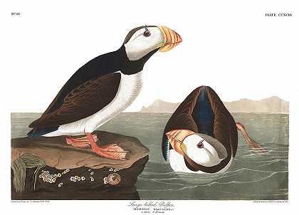 大嘴海雀`Large billed Puffin by John James Audubon