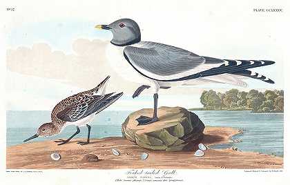 叉尾鸥`Fork-tailed Gull by John James Audubon