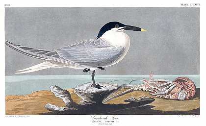 白嘴端凤头燕鸥`Sandwich Tern by John James Audubon