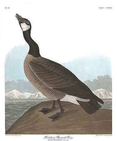 哈钦斯藤壶鹅`Hutchinss Barnacle Goose by John James Audubon