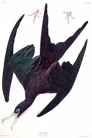 鹈鹕号护卫舰`Frigate Pelican by John James Audubon