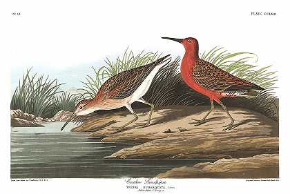 弯嘴滨鹬`Curlew Sandpiper by John James Audubon