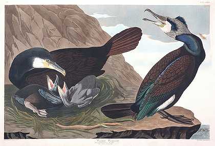 普通鸬鹚`Common Cormorant by John James Audubon