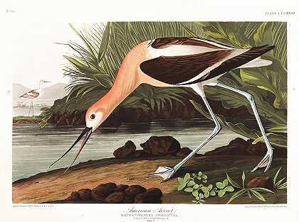 反嘴鹬`American Avocet by John James Audubon