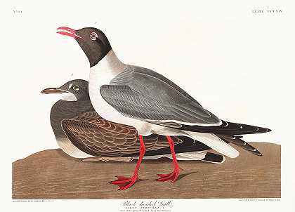 黑头鸥`Black-headed Gull by John James Audubon