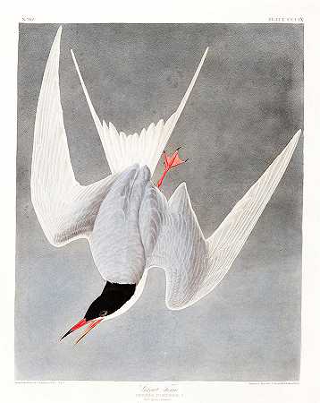 大燕鸥`Great Tern by John James Audubon