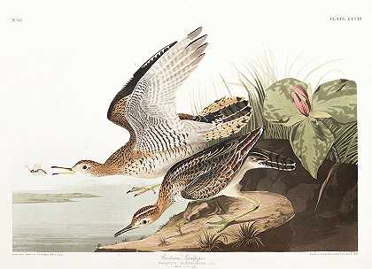 巴特拉姆矶鹞`Bartram Sandpiper by John James Audubon